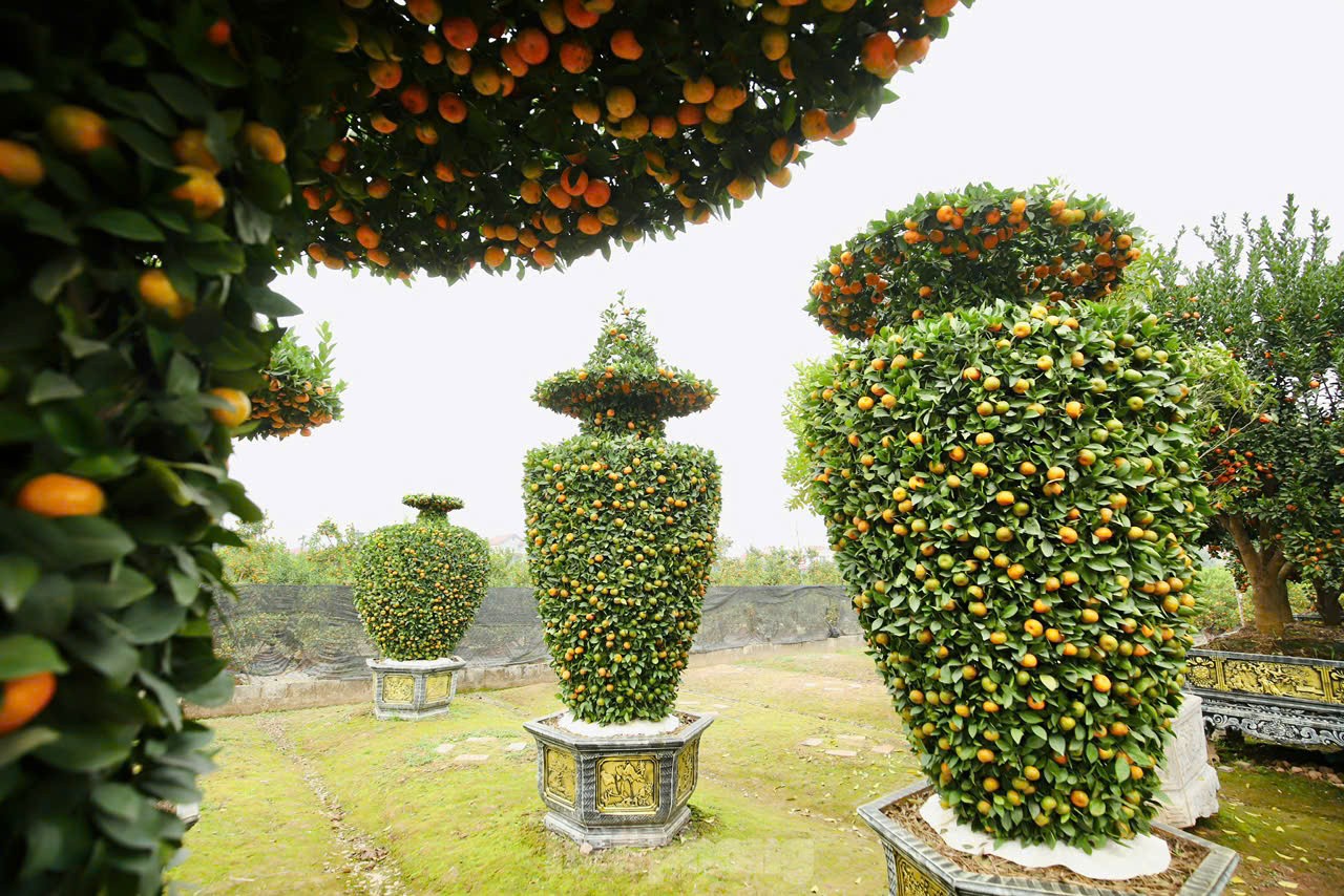 Quýt ngoài hình dáng độc đáo còn phải có quả mọng và quả lộc, vàng, lá tươi xanh thể hiện sự sinh sôi, phát triển, anh Nguyễn Văn Thạnh (nhà vườn xã Liên Nghĩa, huyện Văn Giang, tỉnh Hưng Yên) chia sẻ.