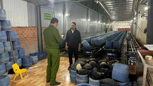 Giá đỗ đã bị ngâm chất cấm