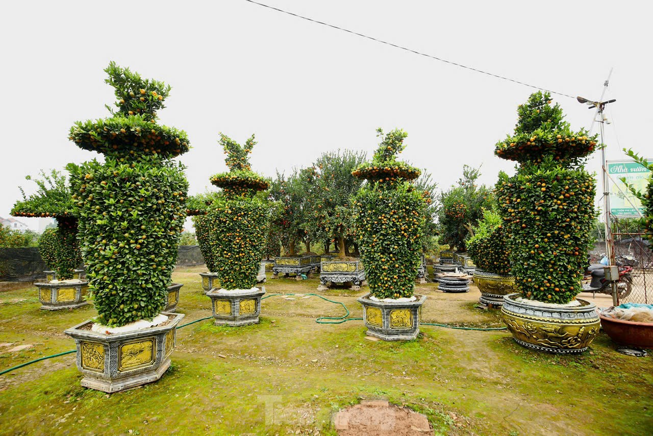 Chưa đến Tết, quýt amp;#39;bình hút lộcamp;#39; khổng lồ giá chục triệu đồng đã cháy hàng - 1
