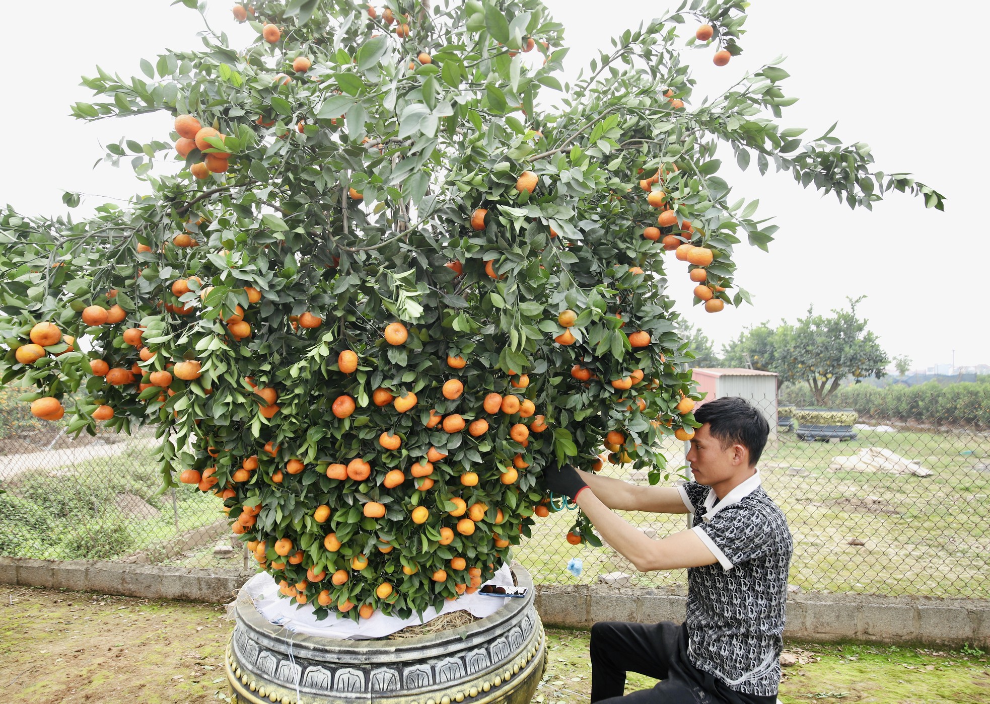 Chưa đến Tết, quýt amp;#39;bình hút lộcamp;#39; khổng lồ giá chục triệu đồng đã cháy hàng - 7