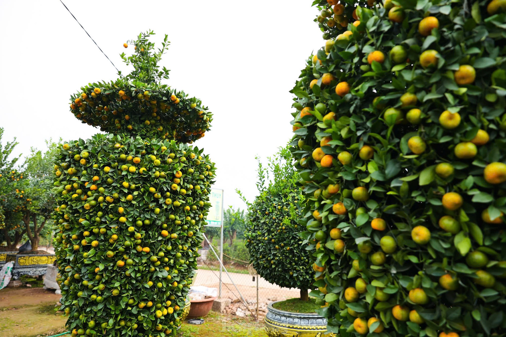 Chưa đến Tết, quýt amp;#39;bình hút lộcamp;#39; khổng lồ giá chục triệu đồng đã cháy hàng - 3
