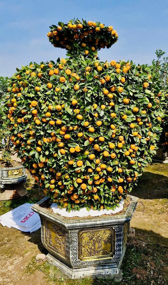 Chưa đến Tết, quýt amp;#39;bình hút lộcamp;#39; khổng lồ giá chục triệu đồng đã cháy hàng - 8