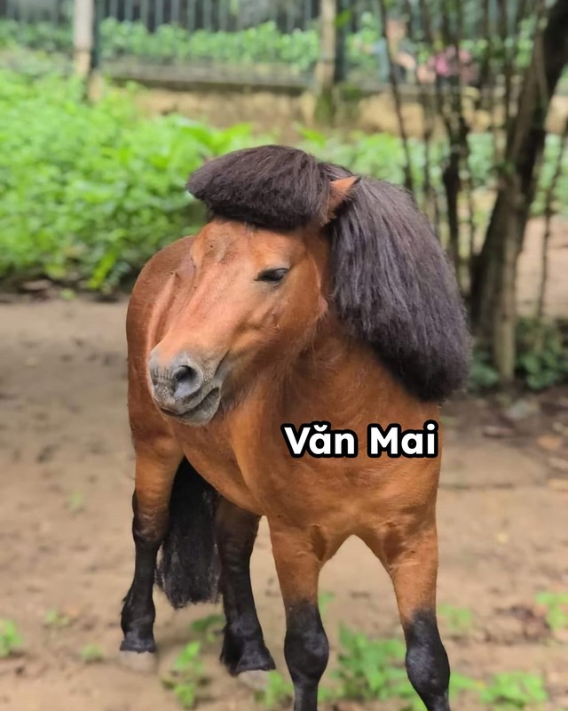 Lấy tên đệm là Văn giống như một người đàn ông Việt trưởng thành, chú ngựa Văn Mai này có tính cách khá điềm tĩnh, thế nhưng ngoại hình lại không điềm tĩnh như tính cách, trái lại đậm chất dân chơi thế này đây.