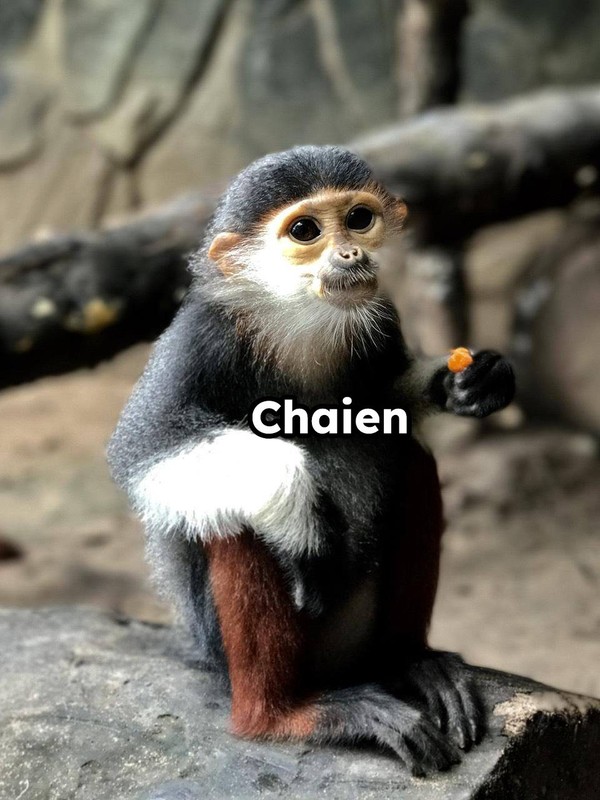 Chú Voọc chân nâu có tên Chaien. Nghe tên thì khá hổ báo nhưng ngoại hình lại không hề hổ báo tí nào.