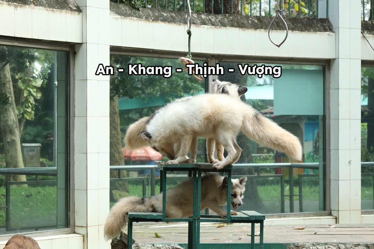 Gia đình cáo trắng gồm 4 thành viên An - Khang - Thịnh - Vượng thời gian gần đây cũng làm mua làm gió trên mạng xã hội với loạt ảnh ghi lại những biểu cảm ngáo ngơ, dù vốn mang gương mặt giảo hoạt.