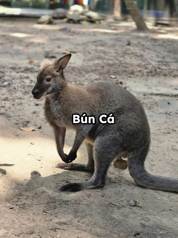 Chuột túi Bún Cá thường bị khách tham quan nhắc nhở rằng cần mặc trang phục kín đáo hơn, tránh để lộ điểm nhạy cảm nhưng vẫn chứng nào tật nấy.