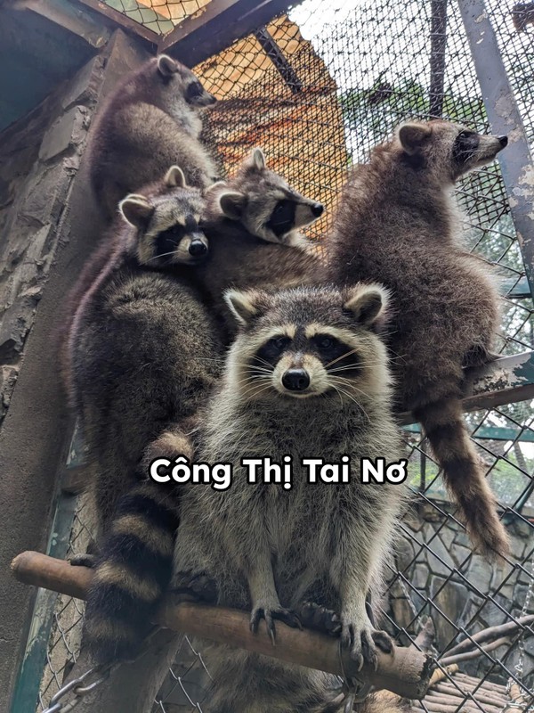 Cô nàng gấu mèo Công Thị Tai Nơ và cuộc đi chui trong chiếc container lênh đênh trên biển gần 35 ngày.