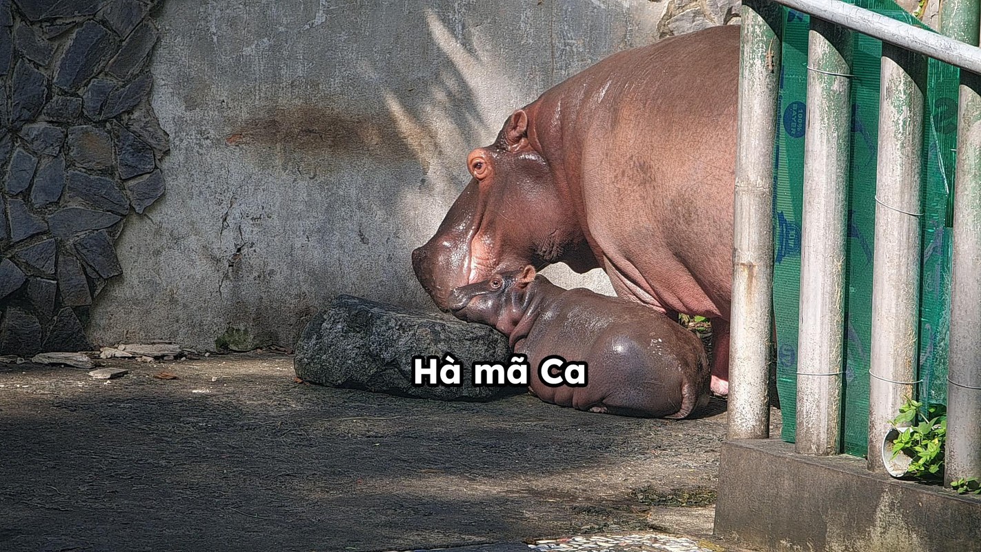 Bé hà mã tên Ca với body đáng nể.
