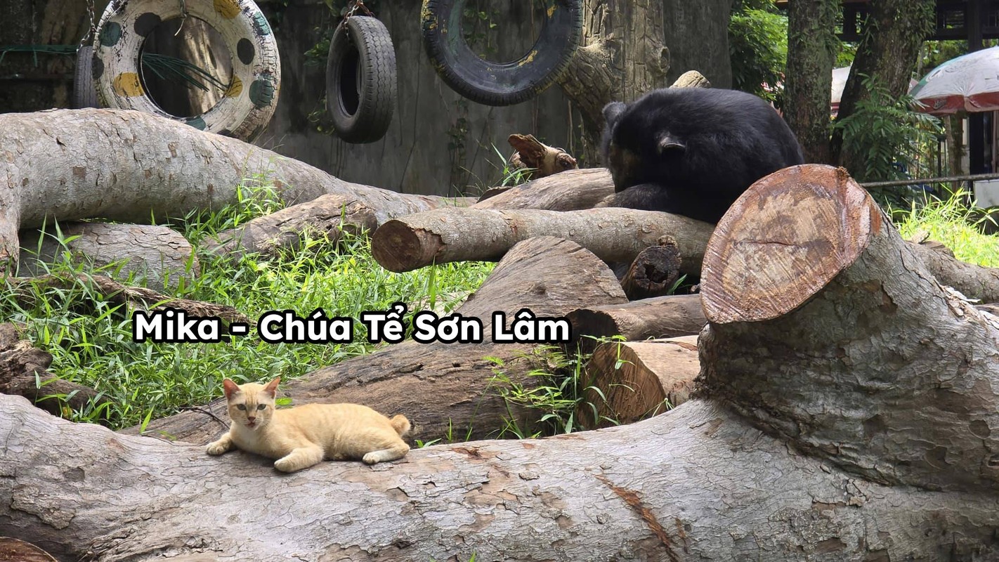 Nhân vật đầu gấu nhất Thảo Cầm Viên chắc phải kể đến chú mèo cam này. Ung dung ngồi trong chuồng gấu với phong thái lười biếng.