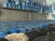 Tin tức - Bách Hoá Xanh nói gì khi bán hàng trăm kg giá đỗ ngâm hóa chất?