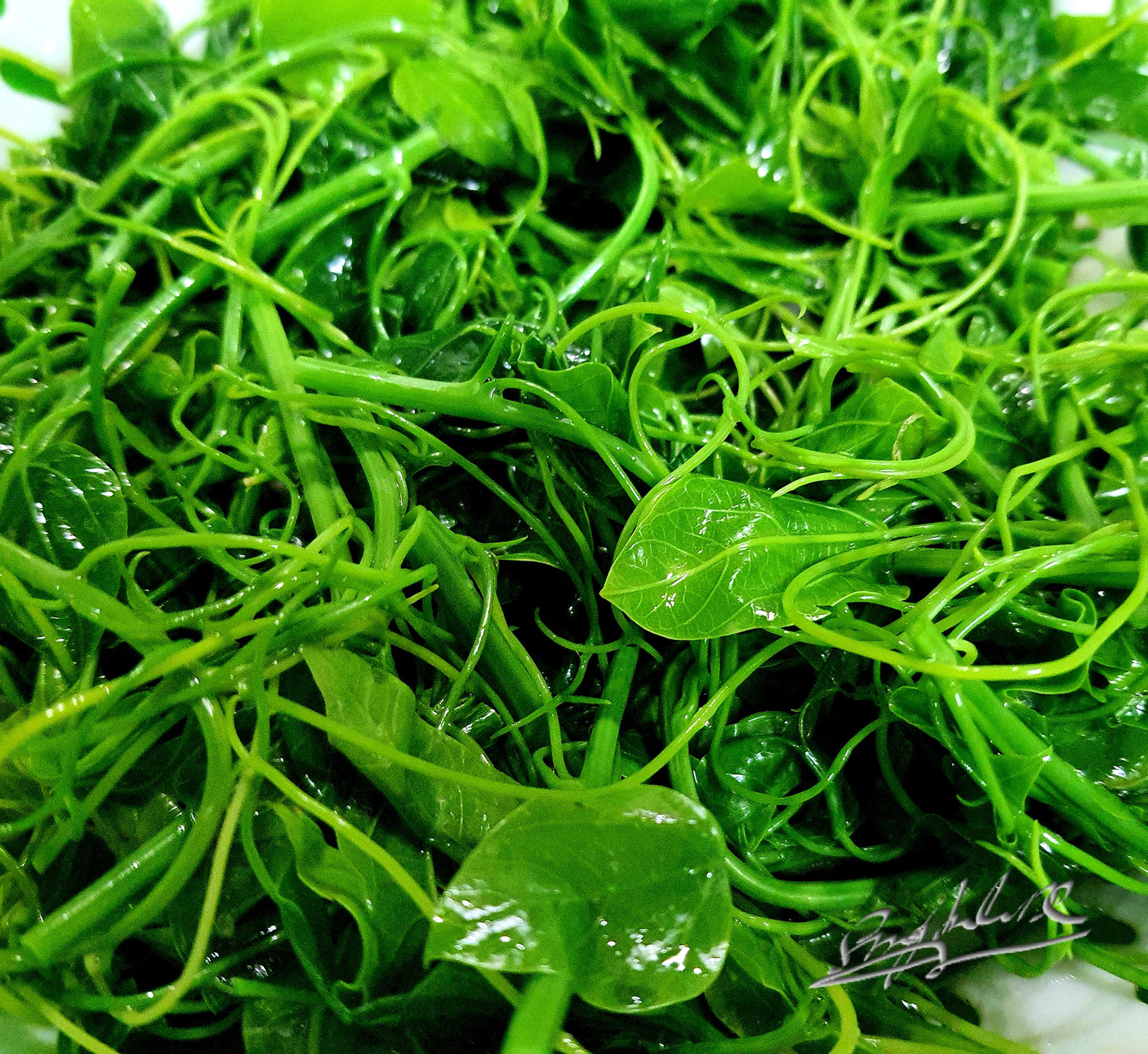 Đặc sản có tên 'bốc mùi' ở Bắc Kạn, khách sành ăn mua vài cân cho bõ thèm