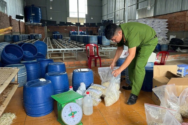 Một cơ sở sản xuất giá đỗ ủ chất cấm