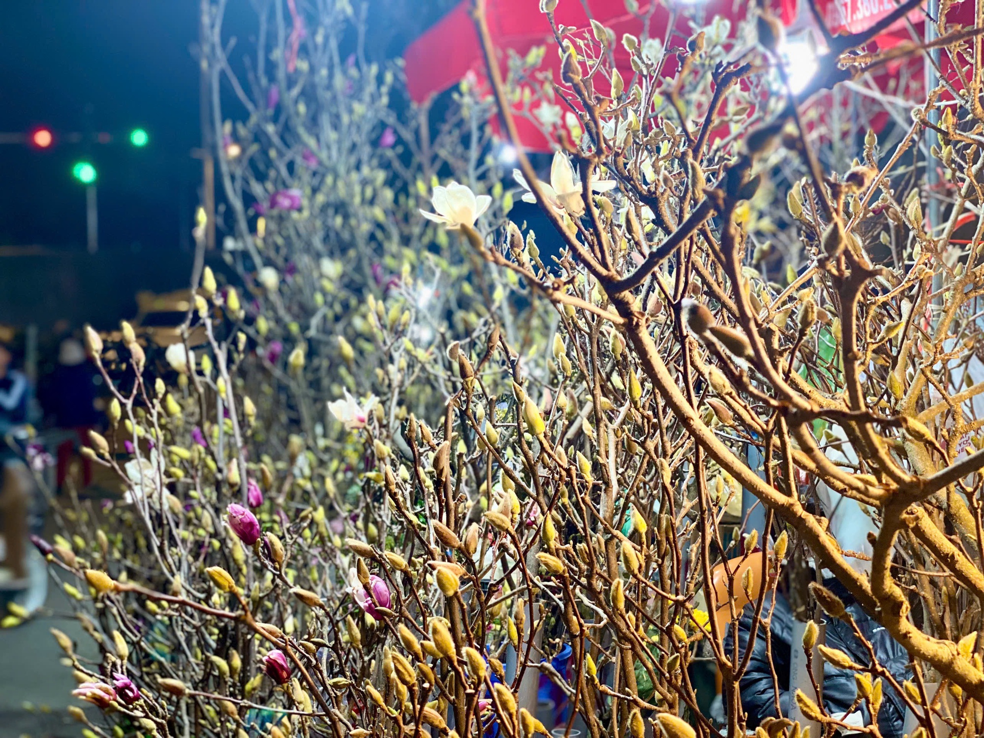 Chợ hoa Quảng An bắt đầu bày bán nhiều loại hoa để phục vụ người dân chơi Tết.
