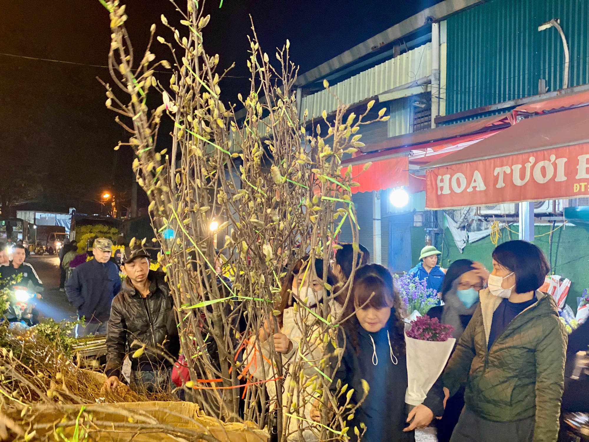 Nhiều người dân tranh thủ chọn cho mình những cành mộc lan nhiều nụ nhất để mang về nhà chơi Tết.