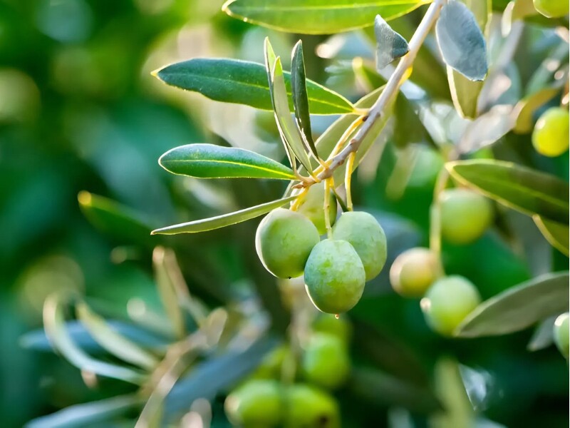 Dầu ô liu không chỉ là một nguyên liệu chế biến món ăn tuyệt vời mà còn có tác dụng rất tốt trong việc hỗ trợ tiêu hóa và ngăn ngừa táo bón. Dầu ô liu chứa chất béo không bão hòa, giúp làm mềm phân và cải thiện khả năng tiêu hóa. 