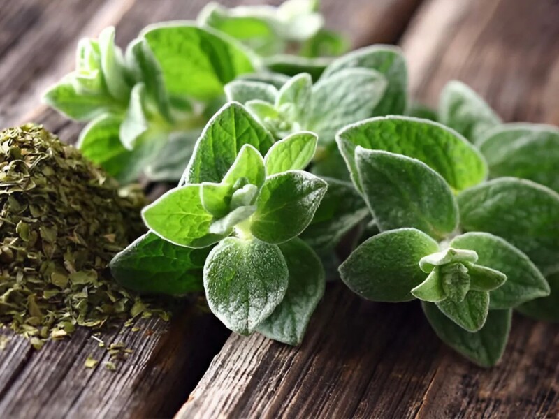 Dầu oregano cũng giúp giảm viêm và cải thiện sức khỏe hệ tiêu hóa. Bạn có thể sử dụng dầu oregano dưới dạng viên nang hoặc nhỏ vài giọt vào nước để uống.