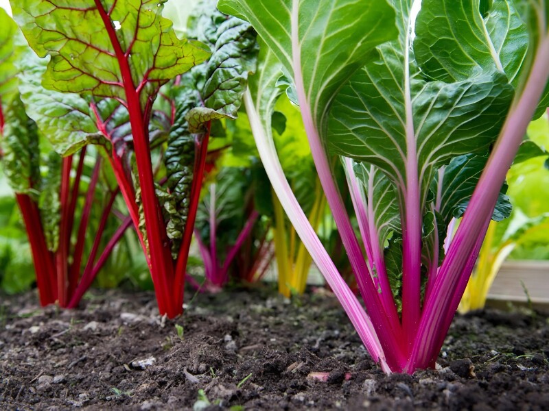 Cải cầu vồng (rainbow chard) là một trong những loại rau lá xanh đậm chứa nhiều vitamin A, C, K, cùng các khoáng chất như: magiê, sắt, kali, giúp duy trì sức khỏe tim mạch, hỗ trợ xương chắc khỏe và cải thiện chức năng miễn dịch. 