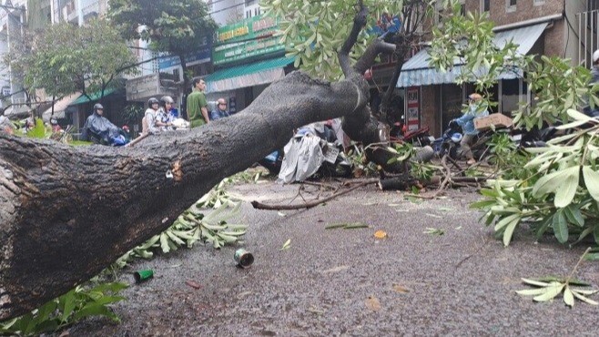 Hoa sữa ngã đổ, đè xe máy trên đường Nguyễn Thái Học. (Ảnh: Nghĩa Bình).
