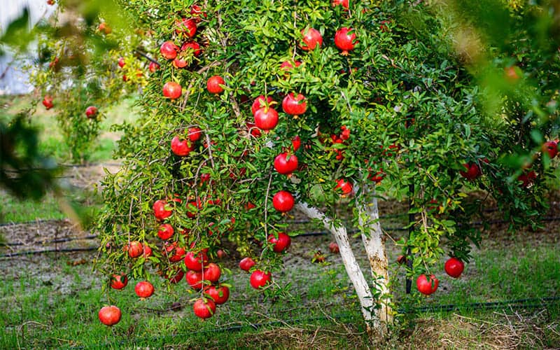 Lựu mang lại nhiều dưỡng chất cho mẹ bầu.