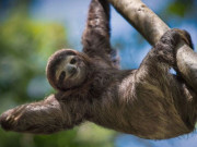 Lifestyle - Loài vật sống chậm nhất nhì thế giới nhưng lại cực nhanh một việc, ai nghe xong cũng phải bật cười