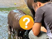 Lifestyle - Loài vật "khổ" nhất thế giới: Ở trên bờ lâu sợ chết cháy, xuống nước sợ chết đuối, đó là con gì?