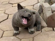 Lifestyle - Giống chó là quốc khuyển Việt Nam, được ví như "thần giữ của" nổi đình đám khắp thế giới vì gương mặt "ngáo"