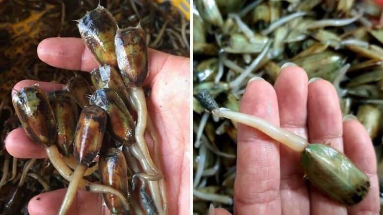 Giá bể là loài nhuyễn thể có thể tìm thấy quanh năm ở Hải Phòng.