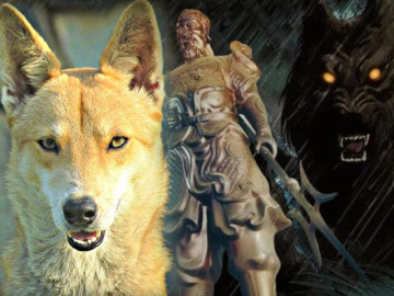 Giống chó nằm trong tứ đại quốc khuyển Việt Nam, từng giúp vua Lê đánh đuổi giặc ngoại xâm, nay là của hiếm