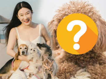 Giống chó 21 tỷ được phú bà bao nuôi trong căn nhà rộng hơn 20.000 mét vuông, thông minh nhất nhì thế giới nhưng cũng có điểm yếu