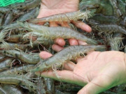 Bếp Eva - Tôm mua về cho ngay vào tủ lạnh là sai, học ngay 3 cách này tôm để lâu vẫn tươi ngon thịt ngọt như mới