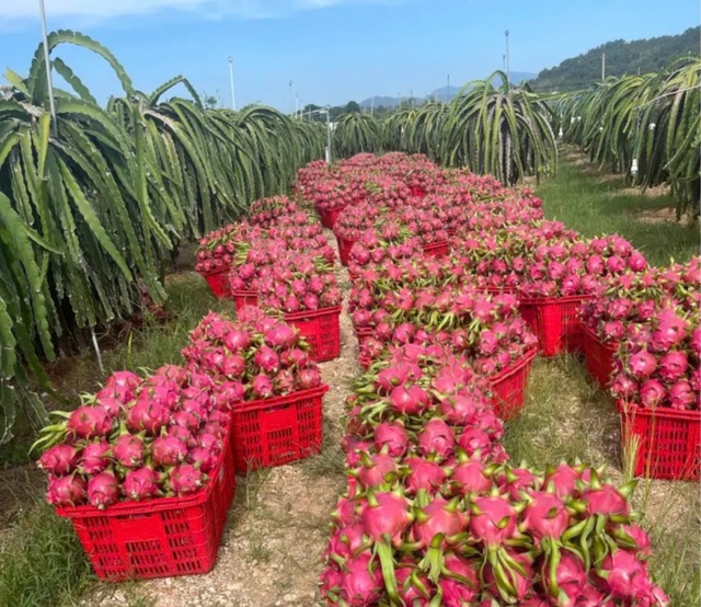 Thanh long vụ chong đèn đang rớt giá mạnh