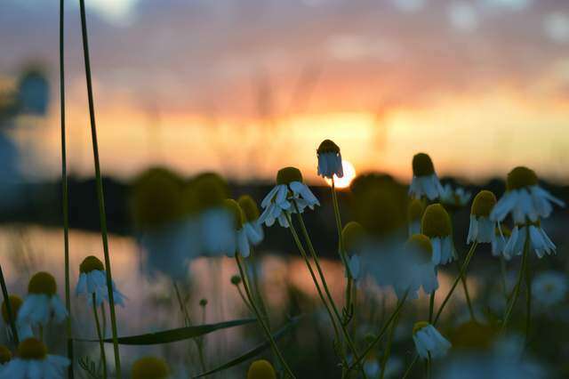 Khi cảm thấy tủi thân buồn bã, người khôn ngoan không nói với ai, kẻ dại lại giãi bày khắp thiên hạ - 2