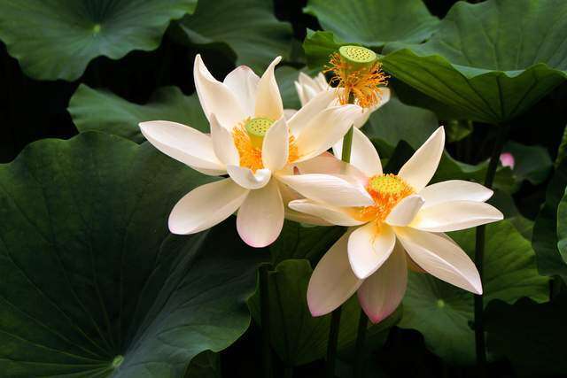 Không phải tiền bạc, 4 chữ này mới là chìa khóa mở ra hạnh phúc thực sự - 2