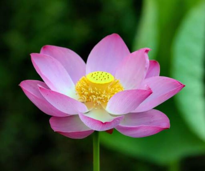 Không phải tiền bạc, 4 chữ này mới là chìa khóa mở ra hạnh phúc thực sự - 1