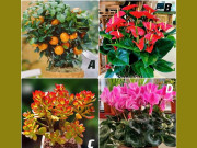 Eva tám - Trắc nghiệm tâm lý: Chọn 1 cái cây và xem may mắn nào đang chờ bạn trong tháng 10