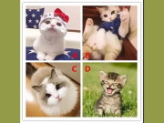 Eva tám - Trắc nghiệm tâm lý: Bạn thấy chú mèo con nào dễ thương nhất?