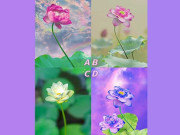 Eva tám - Trắc nghiệm tâm lý: Chọn một bông hoa sen theo cảm xúc của bạn
