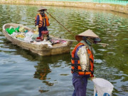 Tin tức - Nguyên nhân nào khiến cá chết hàng loạt tại hồ Tây thời gian gần đây?