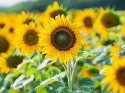 Eva tám - Người càng khôn ngoan càng làm tốt 3 điều này