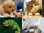 Eva tám - Trắc nghiệm tâm lý: Bạn sẽ nuôi loại thú cưng nào?