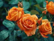 Eva tám - Người khôn ngoan hiểu khả năng tuyệt vời nhất của một người là 2 chữ này