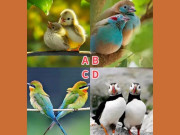 Eva tám - Trắc nghiệm tâm lý: Bạn thấy đôi chim nào thu hút nhất?