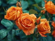 Eva tám - Người hay cười sẽ gặp nhiều may mắn, tài lộc