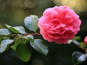 Eva tám - Người khôn ngoan không để ai can thiệp vào từ trường của mình