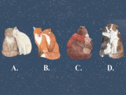 Eva tám - Trắc nghiệm tâm lý: Chọn 1 cặp con vật theo trực giác của bạn