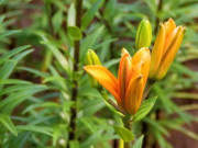 Eva tám - Người khôn ngoan hiểu lối sống cao cấp nhất nằm trong 2 chữ này