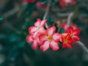 Eva tám - Người khôn ngoan biết cách để trái tim trở về số 0
