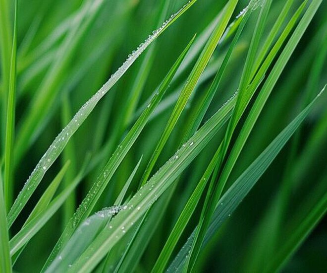 Người khôn ngoan sống như cây cỏ - 1