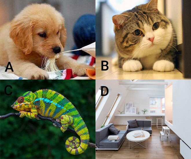 Trắc nghiệm tâm lý: Bạn sẽ nuôi loại thú cưng nào? - 1
