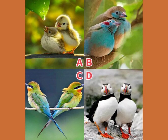 Trắc nghiệm tâm lý: Bạn thấy đôi chim nào thu hút nhất? - 1